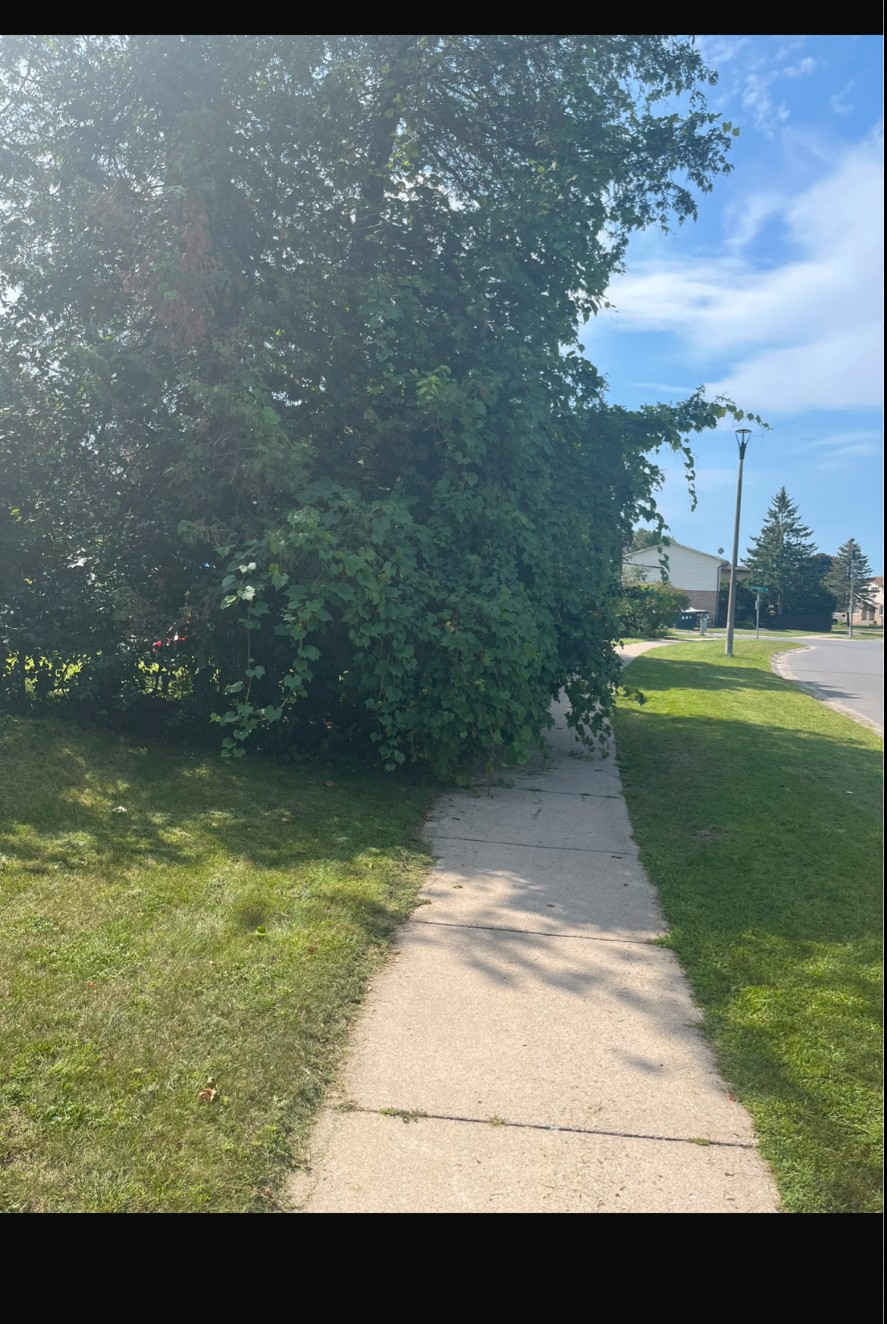 Overgrown hedge covering a sidewalk before trimming