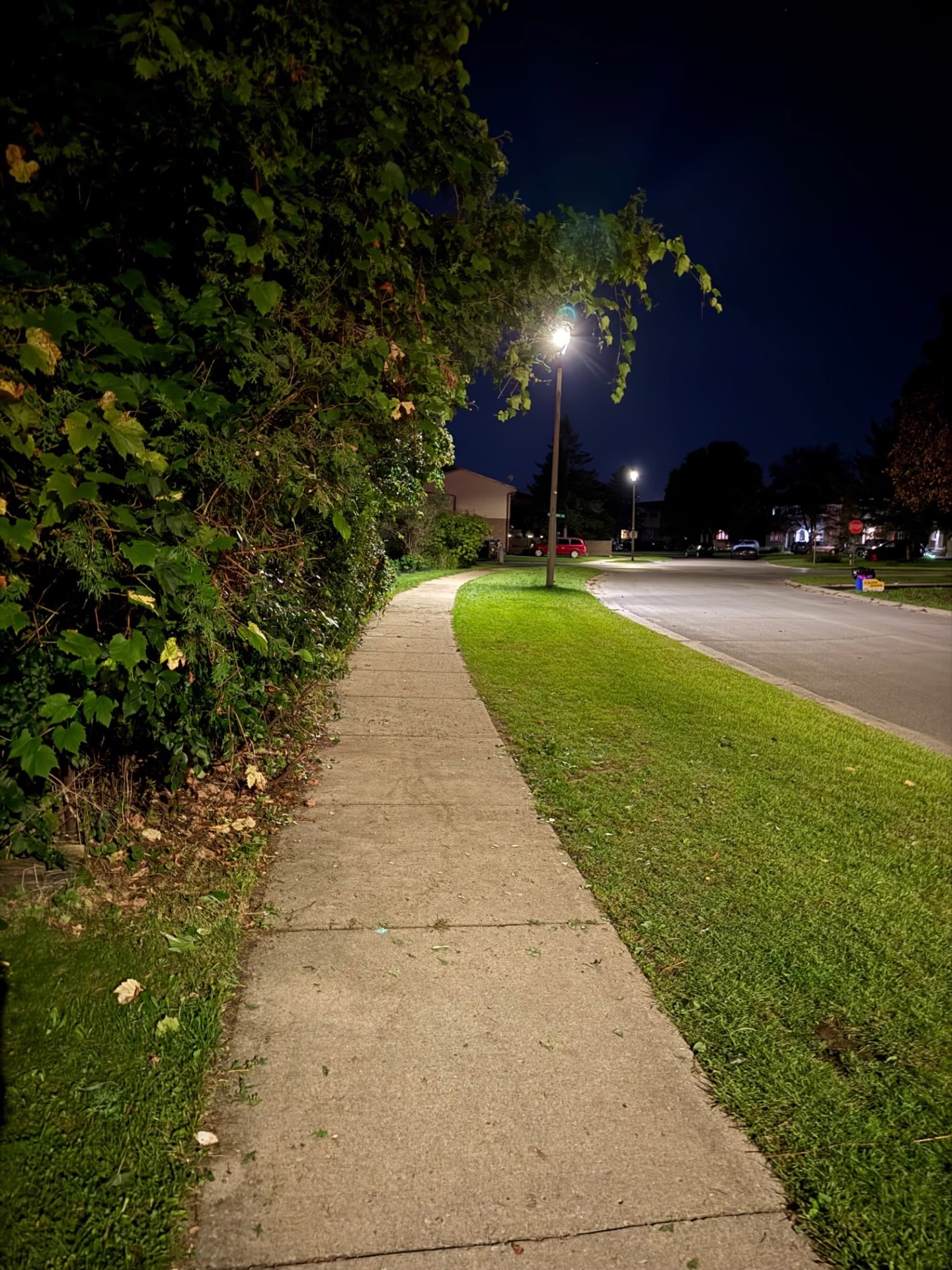 Hedge trimming
