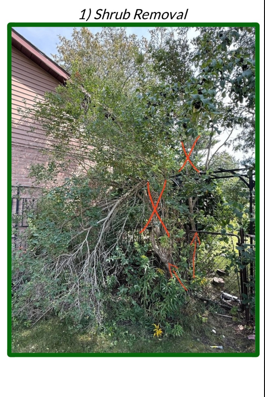 Overgrown shrubs and branches in a backyard before cleanup